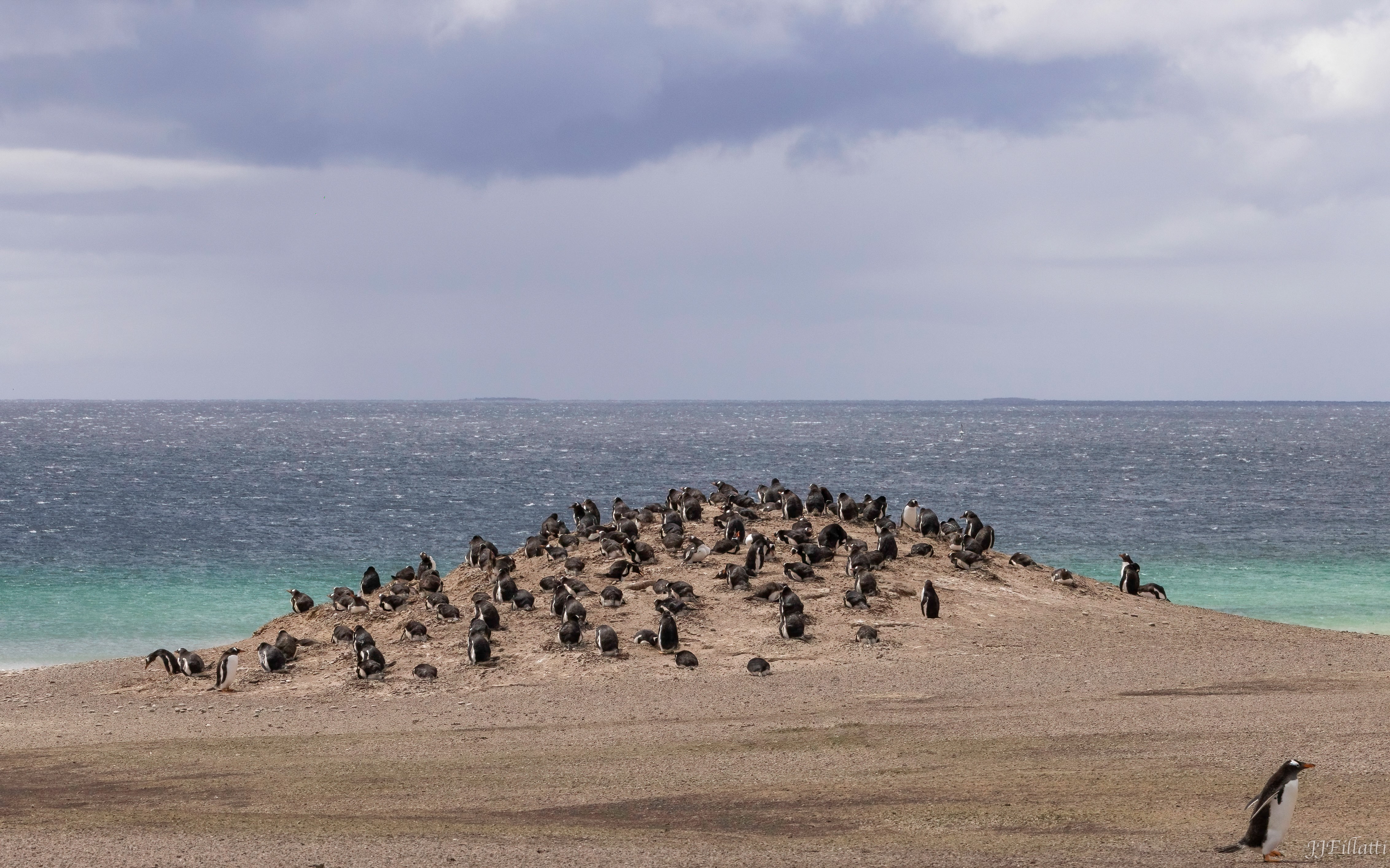 bird of the falklands image 16